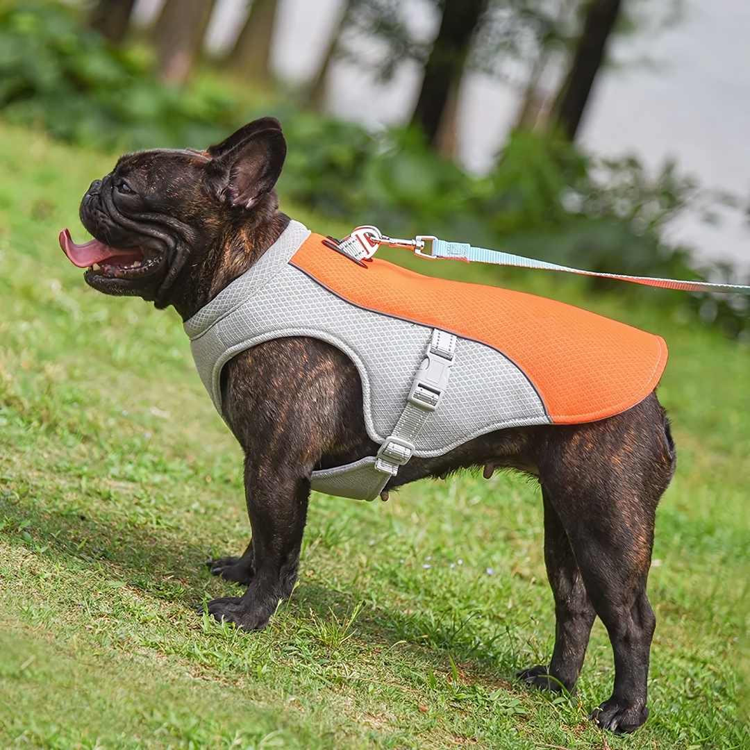 Refreshing Heat Protection for Dogs During Summer - Image 2